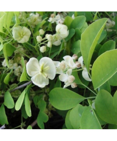 Akebia quinata 'Alba' P9/C1