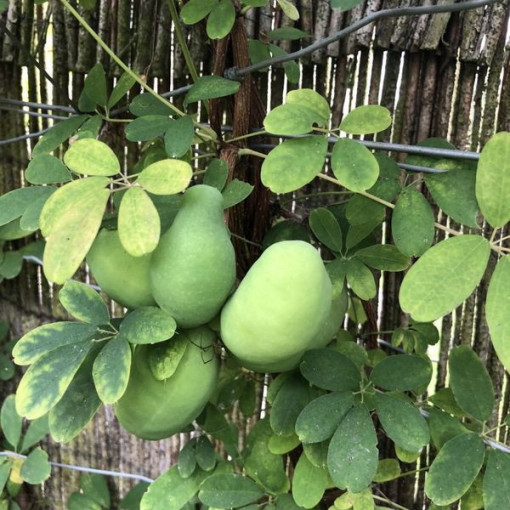 Akebia quinata 'Alba' P9/C1