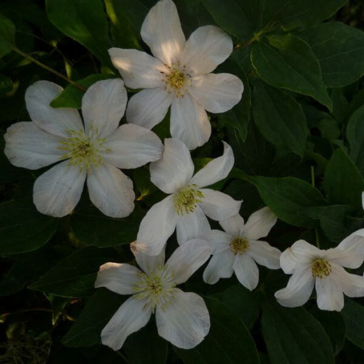 Large-flowered Clematis 'Huldine' 4L pot