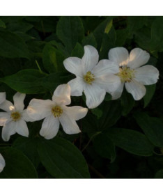 Large-flowered clematis 'Huldine' in a 2L pot.