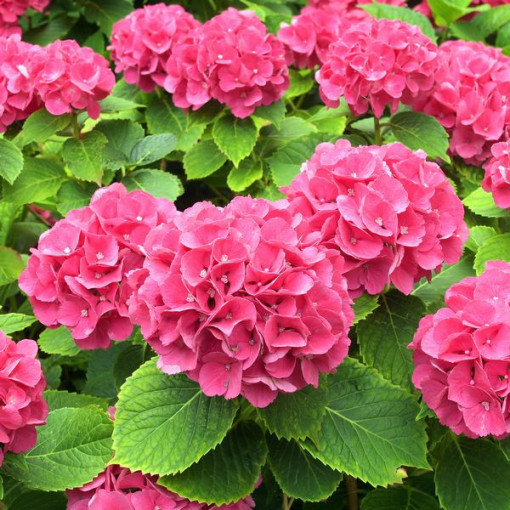 Set of 5 pcs - Garden Hydrangeas in P9/C1 containers