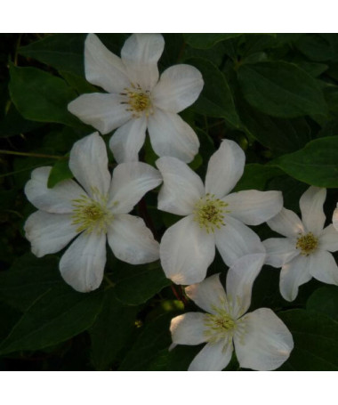 Large-flowered clematis 'Huldine' in a 2L pot.