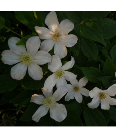 Large-flowered Clematis 'Huldine'