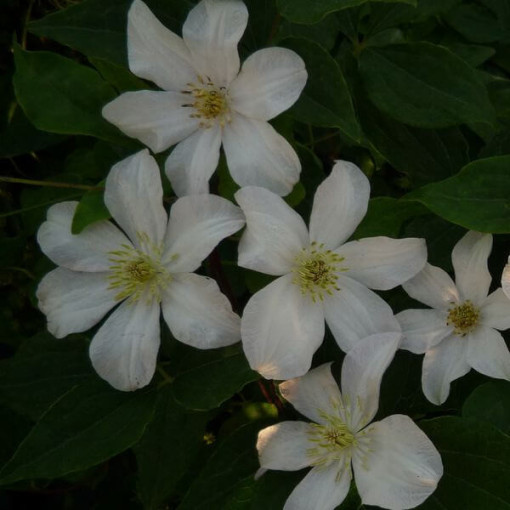 Large-flowered Clematis 'Huldine'