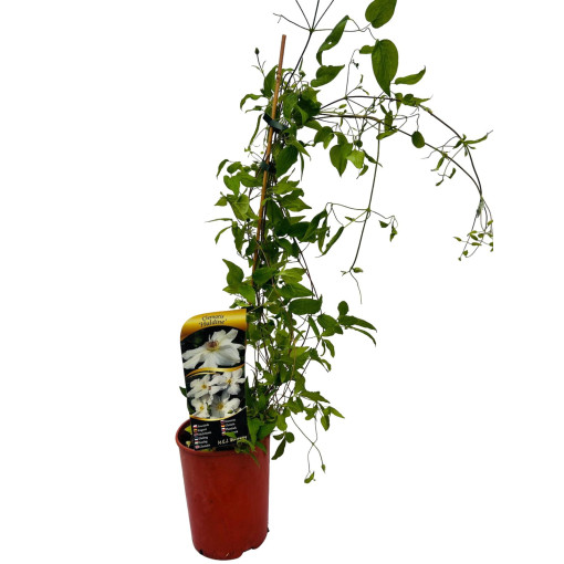 Large-flowered Clematis 'Huldine'