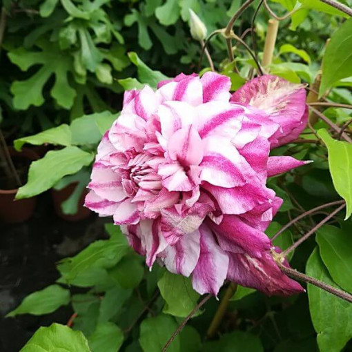 Large-flowered Clematis Patricia Ann Fretwell 'Pafar' 4L pot