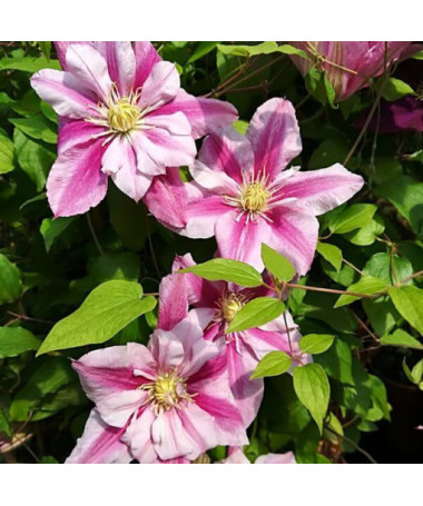 Large-flowered Clematis Patricia Ann Fretwell 'Pafar' 4L pot