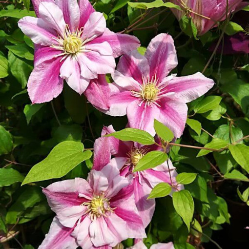 Large-flowered Clematis Patricia Ann Fretwell 'Pafar' 4L pot