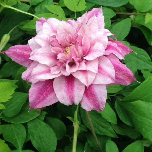 Large-flowered Clematis Patricia Ann Fretwell 'Pafar' 4L pot