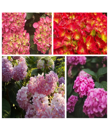 Set of 4 pcs - Garden Hydrangeas in P9/C1 containers