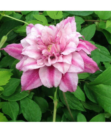 Large-flowered Clematis Patricia Ann Fretwell 'Pafar' 2L pot