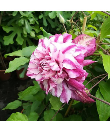 Large-flowered Clematis Patricia Ann Fretwell 'Pafar' 2L pot