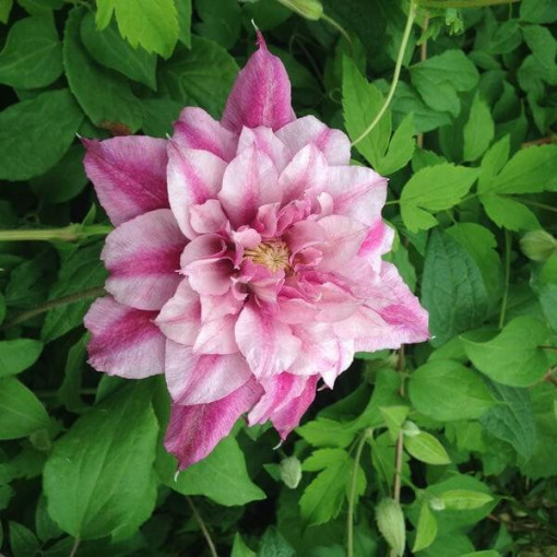 Large-flowered Clematis Patricia Ann Fretwell 'Pafar'