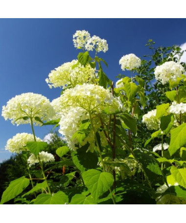 Hydrangea arborescens 'Annabelle' P9/C1