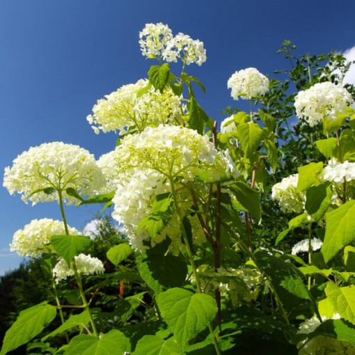 Hydrangea arborescens 'Annabelle' P9/C1
