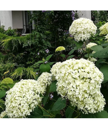Hydrangea arborescens 'Annabelle' P9/C1