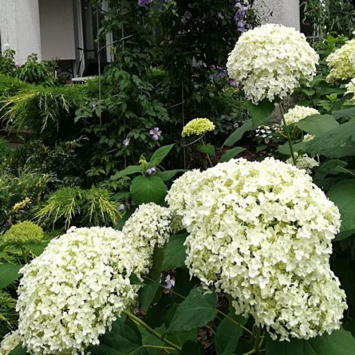 Hydrangea arborescens 'Annabelle' P9/C1