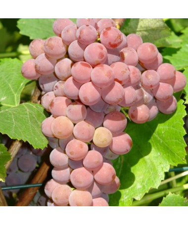 Einset Seedless Grapevine, SEEDLESS, container 2L