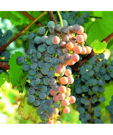 Seedless Canadice Grape, container 2L