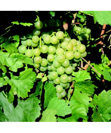 Seedless Interlaken Grape 2L