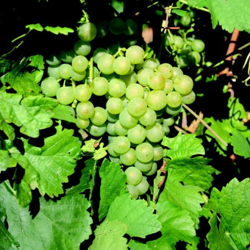 Seedless Interlaken Grape 2L
