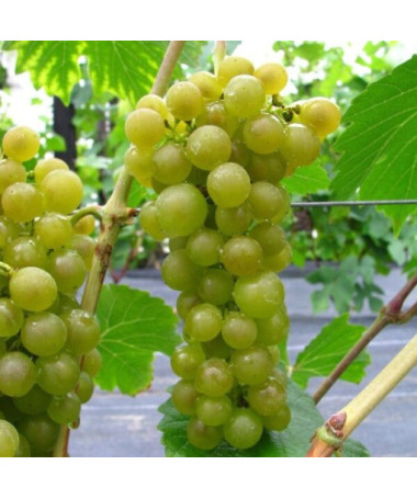 Seneca Grape, container 2L