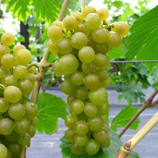 Seneca Grape, container 2L