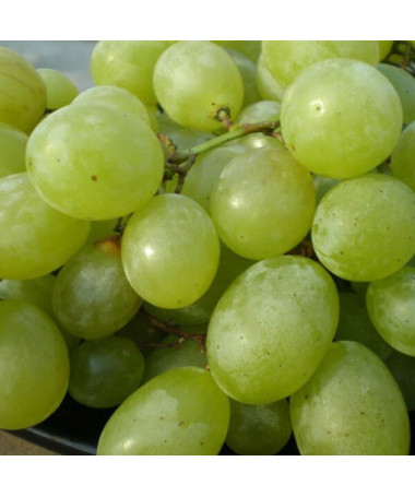 Seneca Grape, container 2L