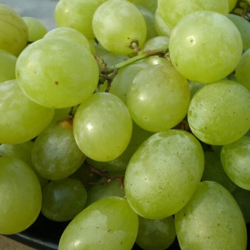 Seneca Grape, container 2L