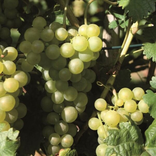 Prim Hungarian Grape, container 2L