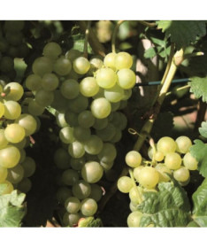 Prim Hungarian Grape, container 2L