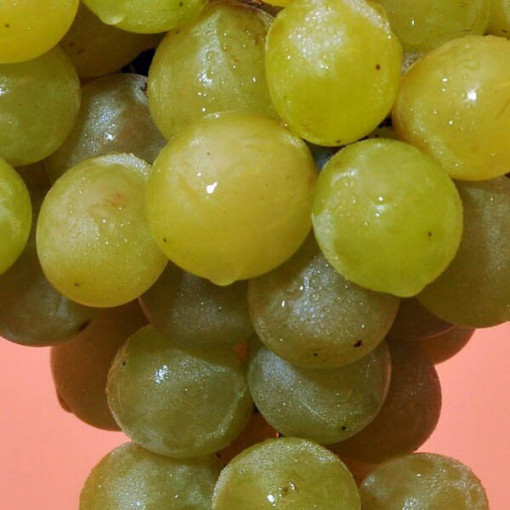 Prim Hungarian Grape, container 2L