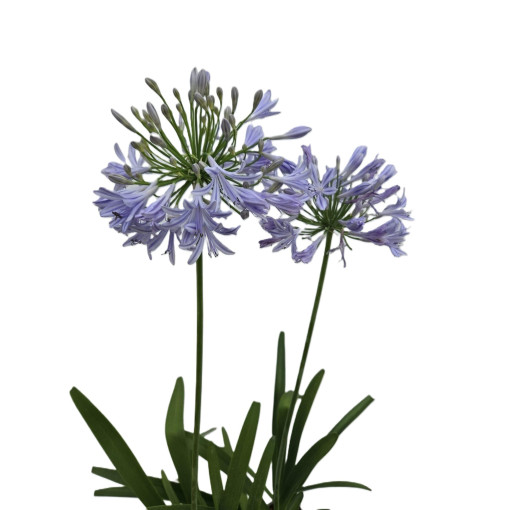 Blue Agapanthus (Agapanthus Africanus) seedlings 2l