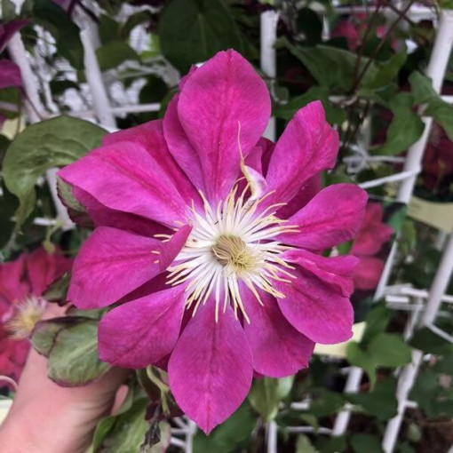 Full-semi double Clematis 'Red Star' 2L pot