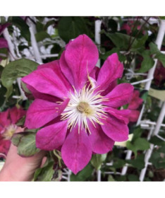 Full-semi double Clematis 'Red Star' 2L pot