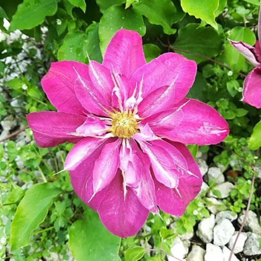 Full-semi double Clematis 'Red Star' 2L pot