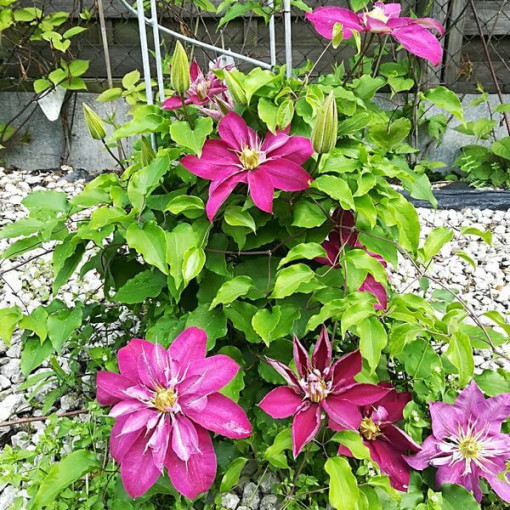 Full-semi double Clematis 'Red Star' 2L pot