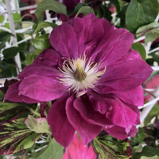 Full-semi double Clematis 'Red Star' 2L pot