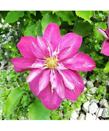 Full-semi double Clematis 'Red Star' 4L pot