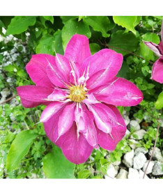 Full-semi double Clematis 'Red Star' 4L pot