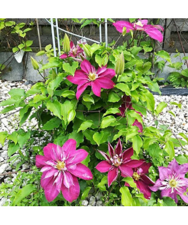 Full-semi double Clematis 'Red Star' 4L pot