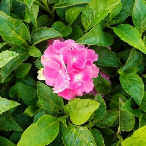 Set of 3 pcs - Garden Hydrangeas in P9/C1 containers