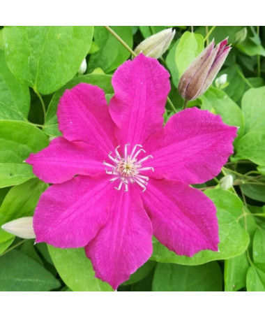 Clematis 'Ernest Markham' (large-flowered) 4L pot