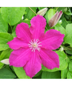 Clematis 'Ernest Markham' (large-flowered) 4L pot