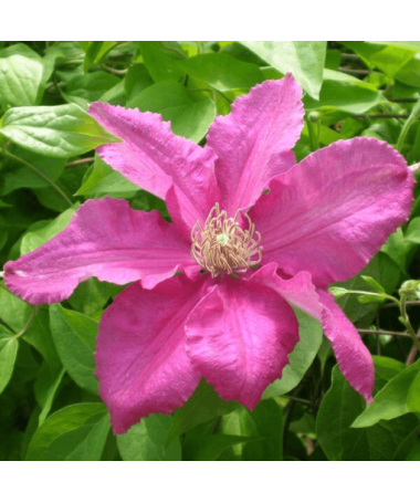 Clematis 'Ernest Markham' (large-flowered)