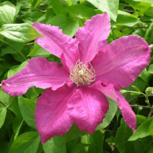 Clematis 'Ernest Markham' (large-flowered)