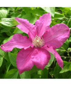 Clematis 'Ernest Markham' (large-flowered)