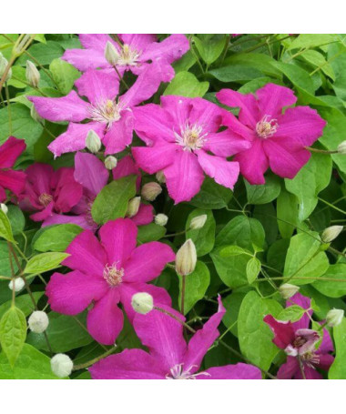 Clematis 'Ernest Markham' (large-flowered)