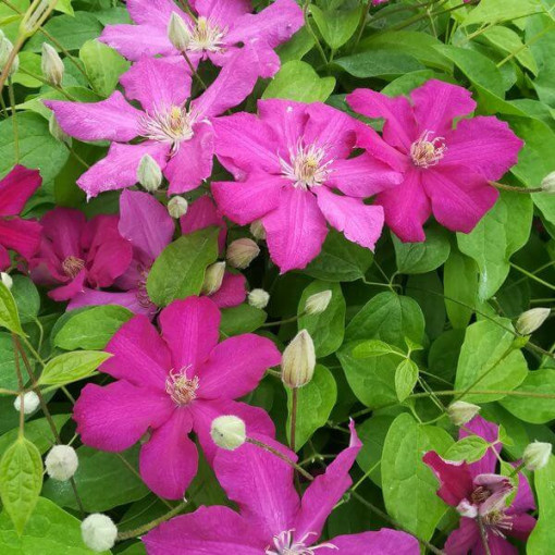 Clematis 'Ernest Markham' (large-flowered)