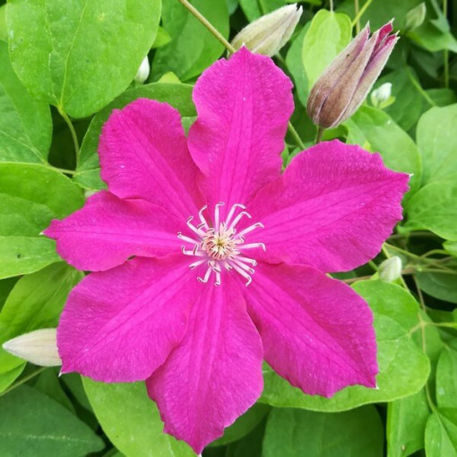 Clematis 'Ernest Markham' (large-flowered)